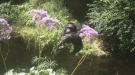Anybody See Where That Monkey Went?