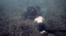 Giant Stingray Takes A Taste Of A Diver's Head