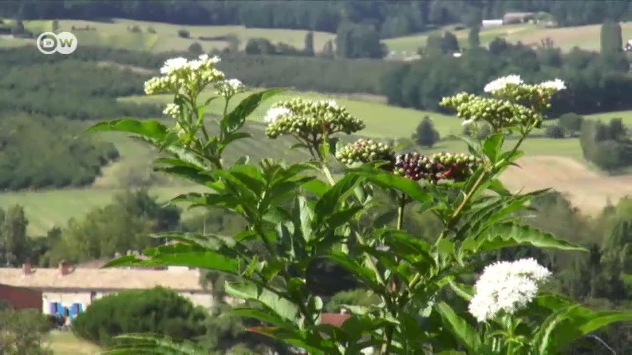 Britons In France And Brexit