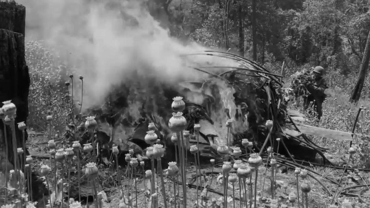 Opium poppies burn in Iyotla, Mexico