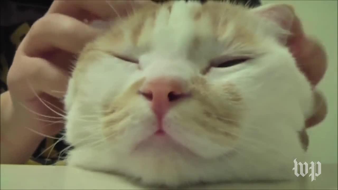 Cat Falls Asleep To Mesmerizing Massage