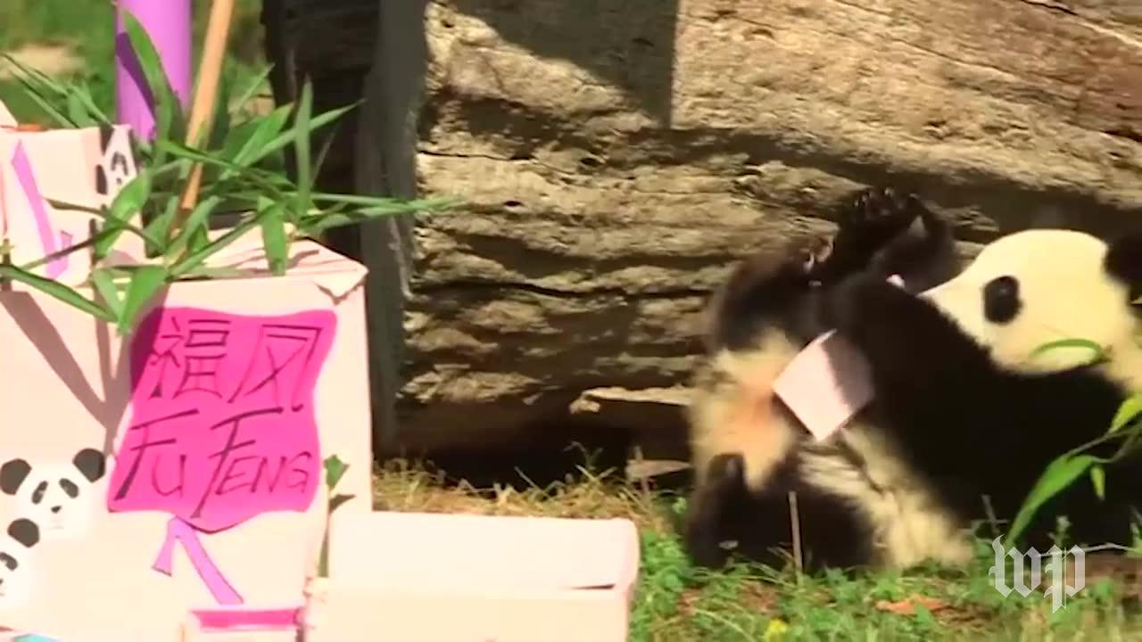 Twin Pandas Open Presents