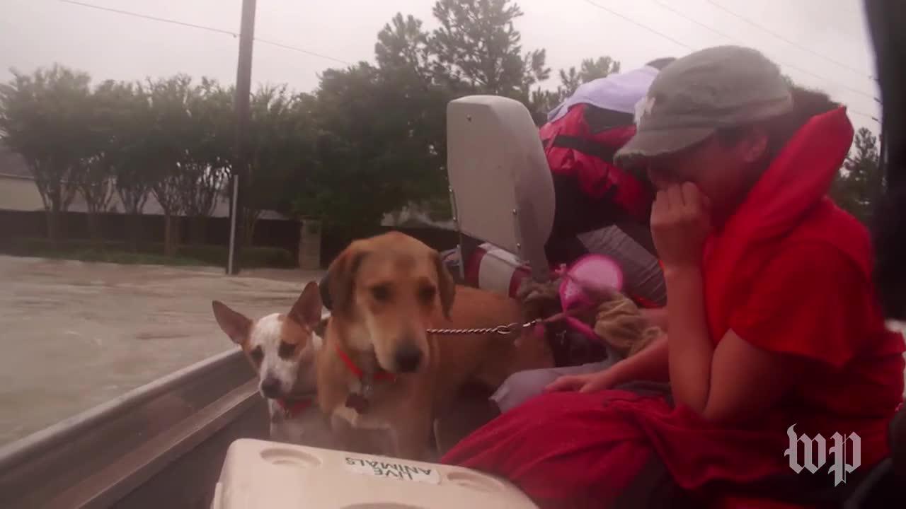 Family Rescue In Cypress