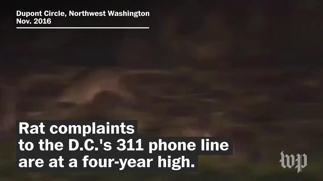 Four Reasons For D.C.'S Rat Boom